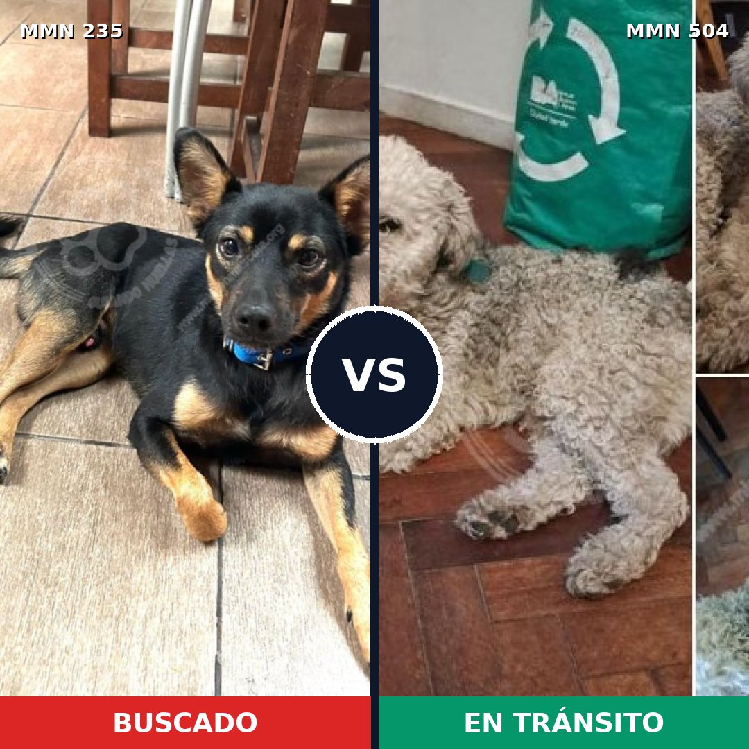 Comparativa MMS 21137: mascota perdida y mascota encontrada, 26% de similitud