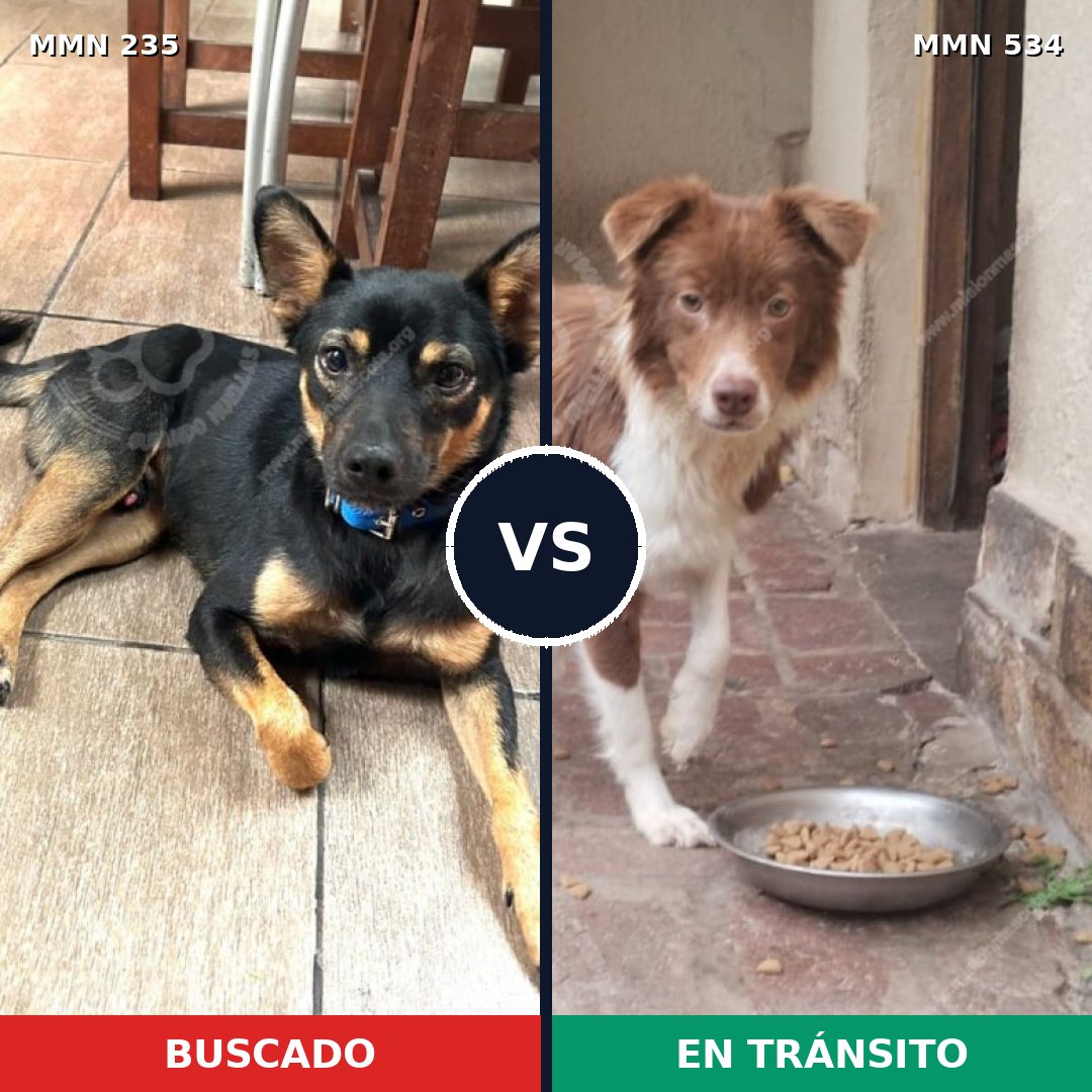 Comparativa MMS 21139: mascota perdida y mascota encontrada, 62% de similitud