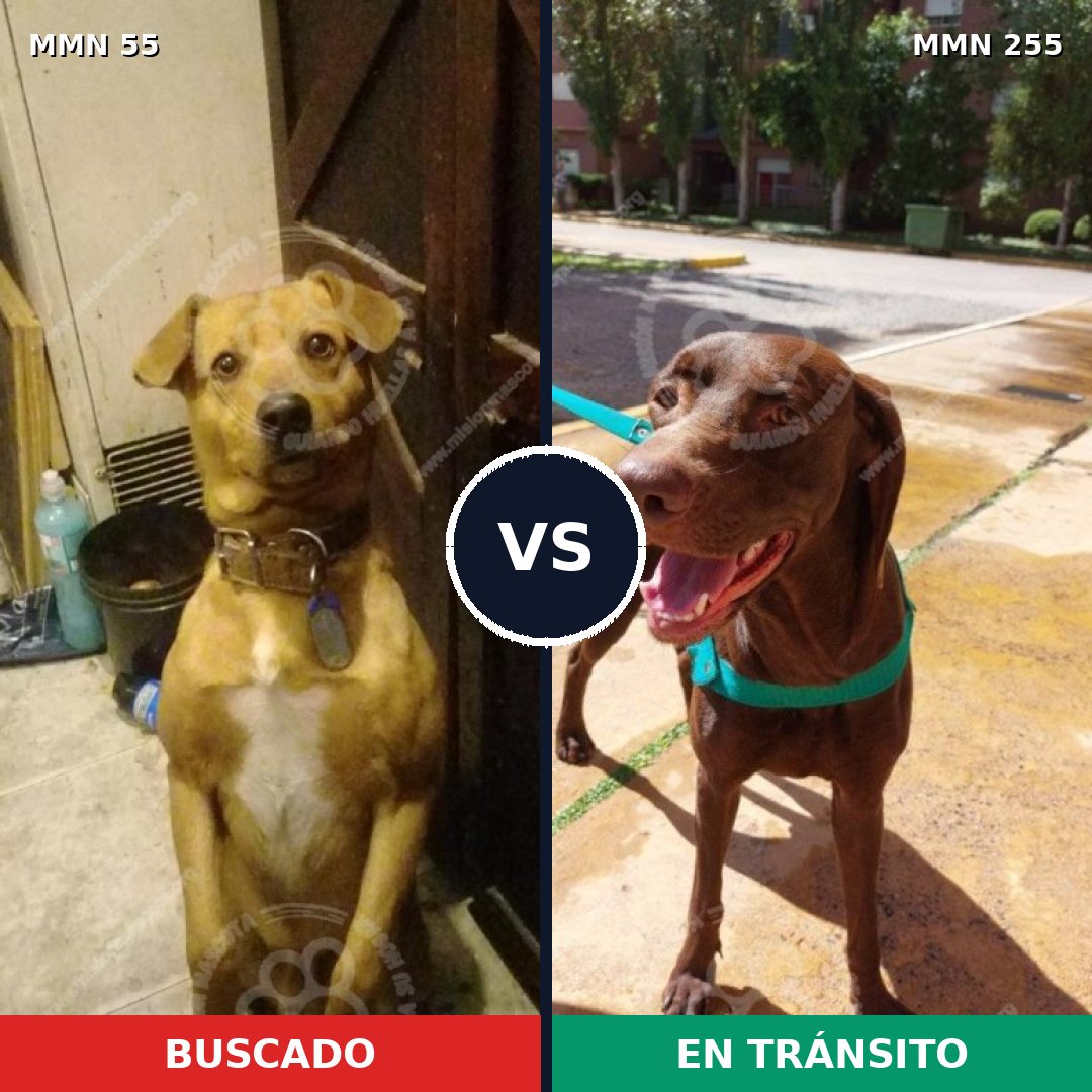 Comparativa MMS 2114: mascota perdida y mascota encontrada, 62% de similitud