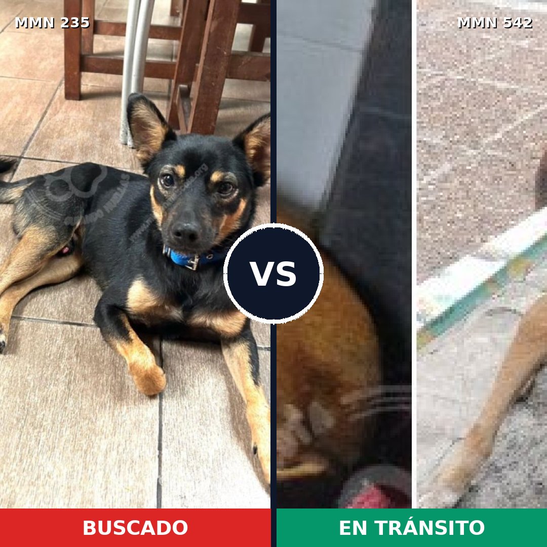 Comparativa MMS 21140: mascota perdida y mascota encontrada, 53% de similitud