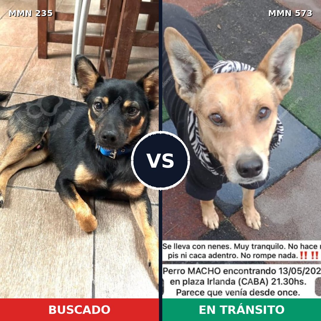 Comparativa MMS 21143: mascota perdida y mascota encontrada, 69% de similitud