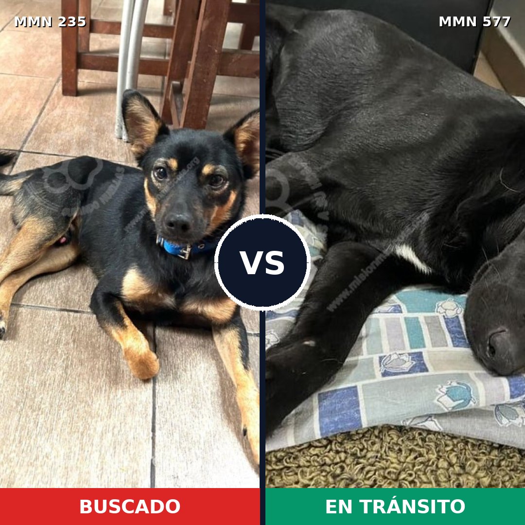 Comparativa MMS 21144: mascota perdida y mascota encontrada, 67% de similitud