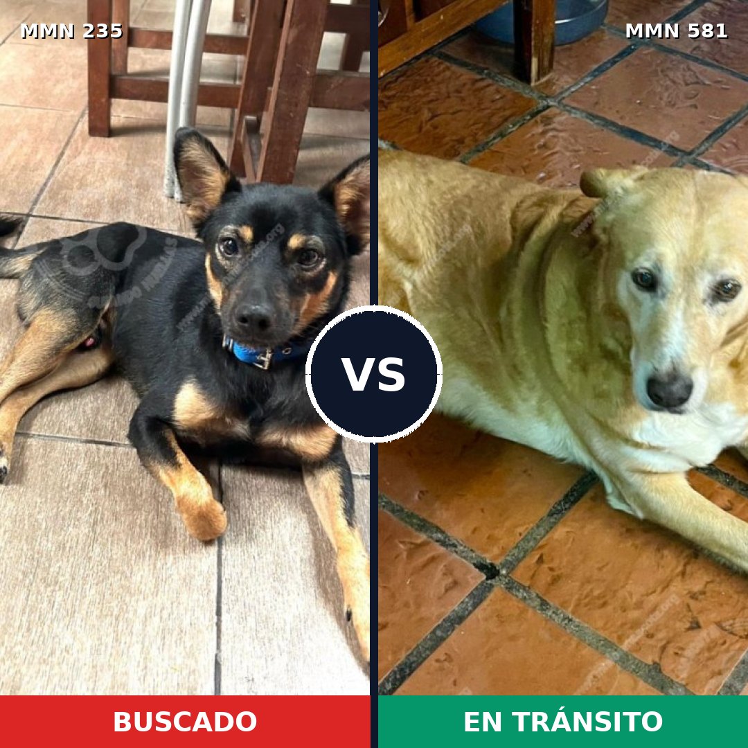 Comparativa MMS 21145: mascota perdida y mascota encontrada, 51% de similitud