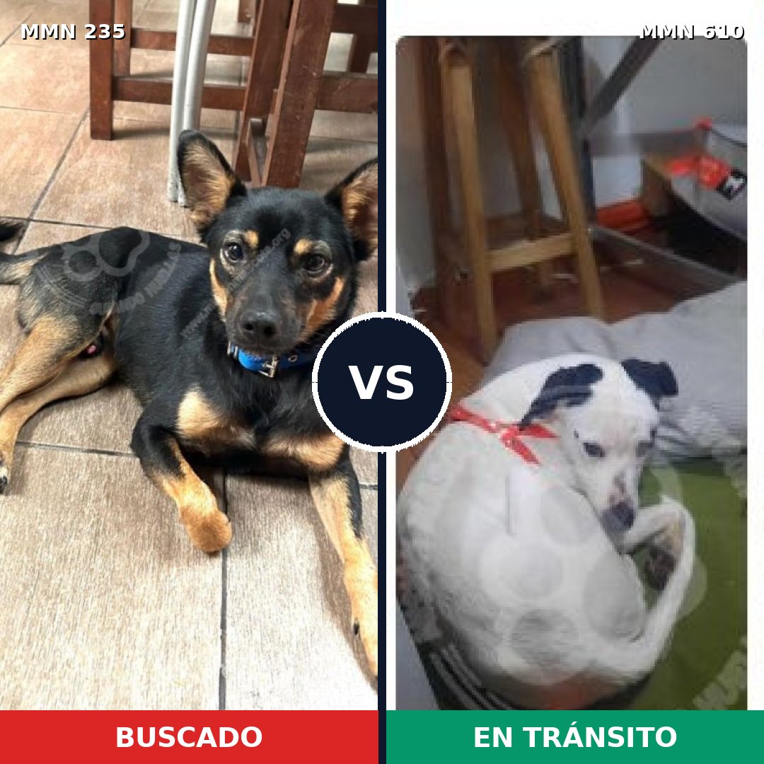 Comparativa MMS 21147: mascota perdida y mascota encontrada, 64% de similitud