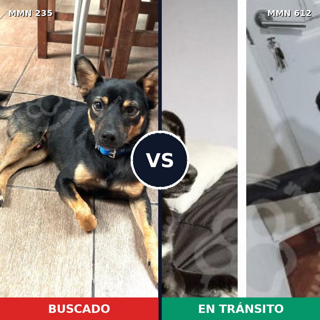 Comparativa MMS 21148: mascota perdida y mascota encontrada, 67% de similitud
