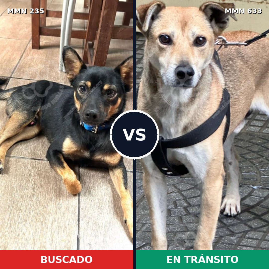 Comparativa MMS 21149: mascota perdida y mascota encontrada, 65% de similitud