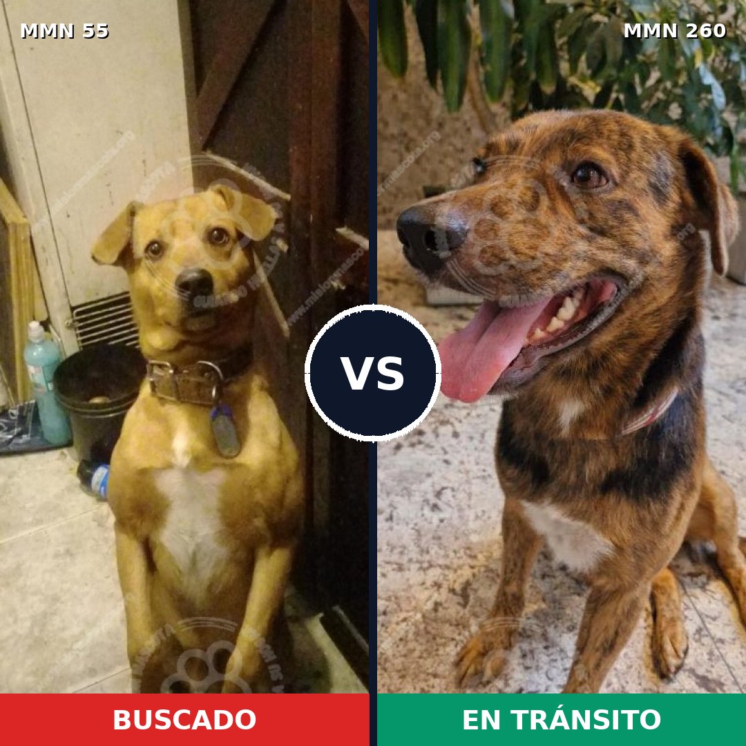 Comparativa MMS 2115: mascota perdida y mascota encontrada, 68% de similitud