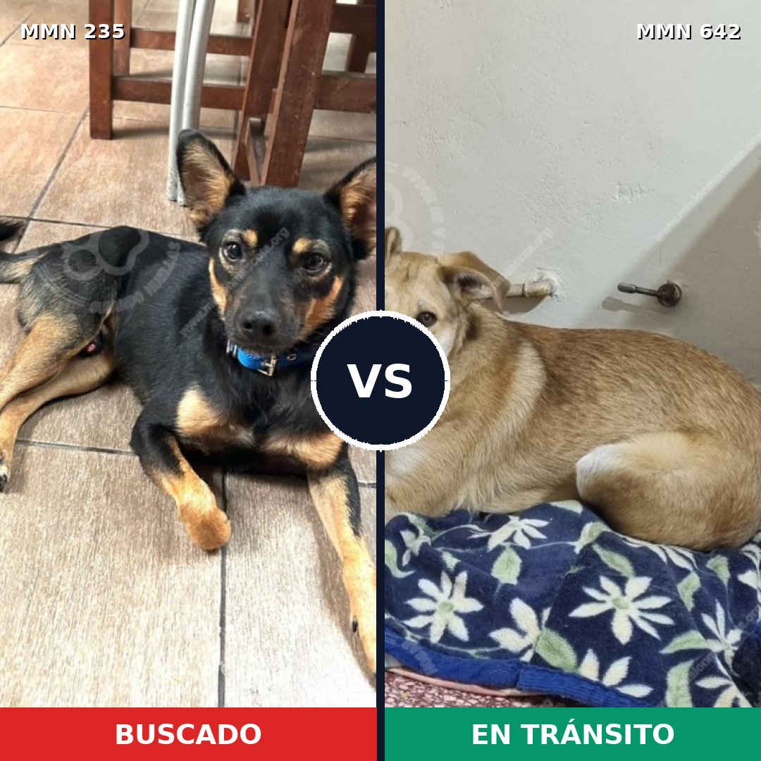 Comparativa MMS 21150: mascota perdida y mascota encontrada, 50% de similitud