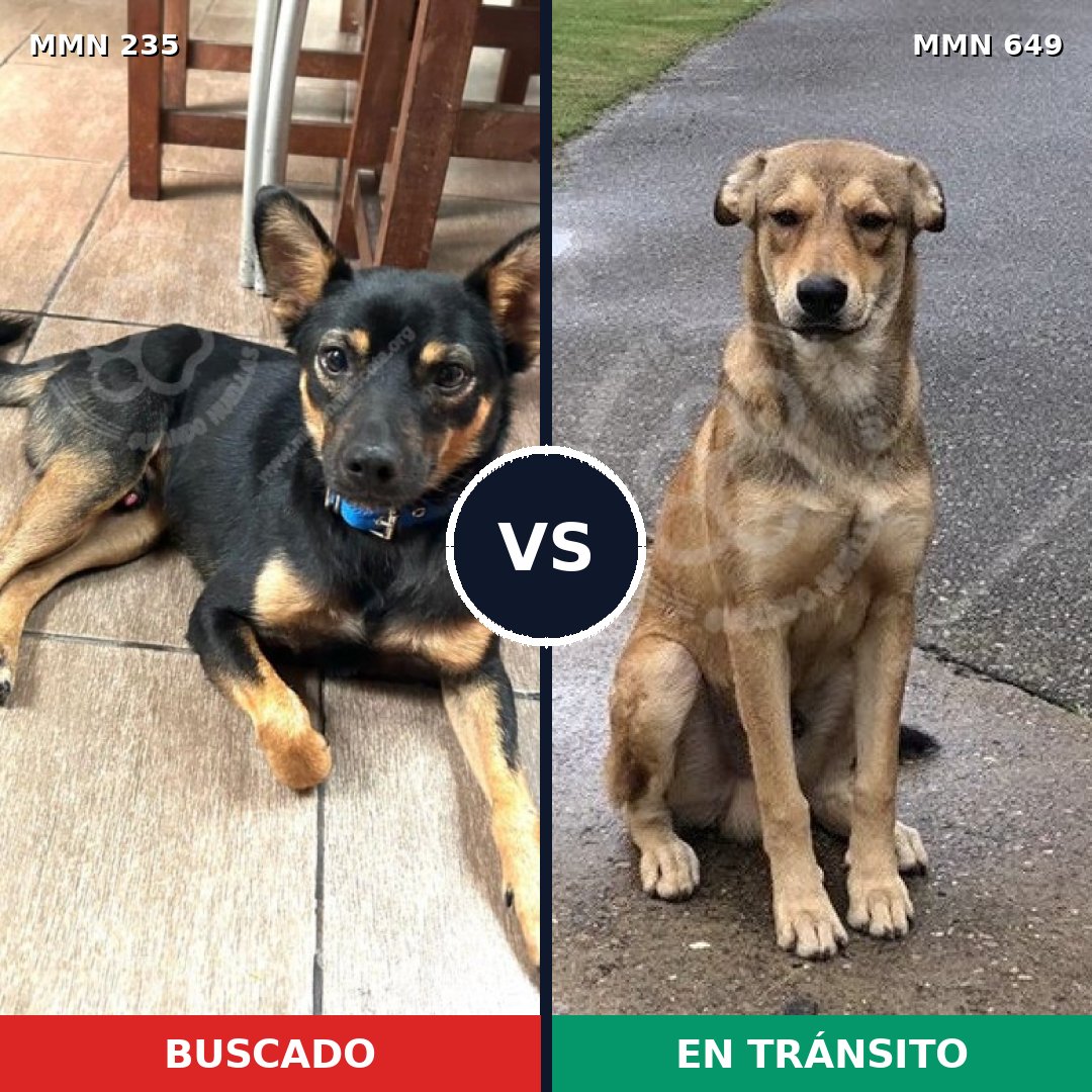 Comparativa MMS 21151: mascota perdida y mascota encontrada, 18% de similitud