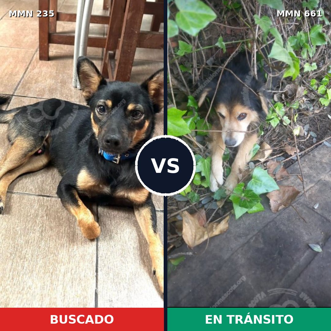Comparativa MMS 21152: mascota perdida y mascota encontrada, 44% de similitud