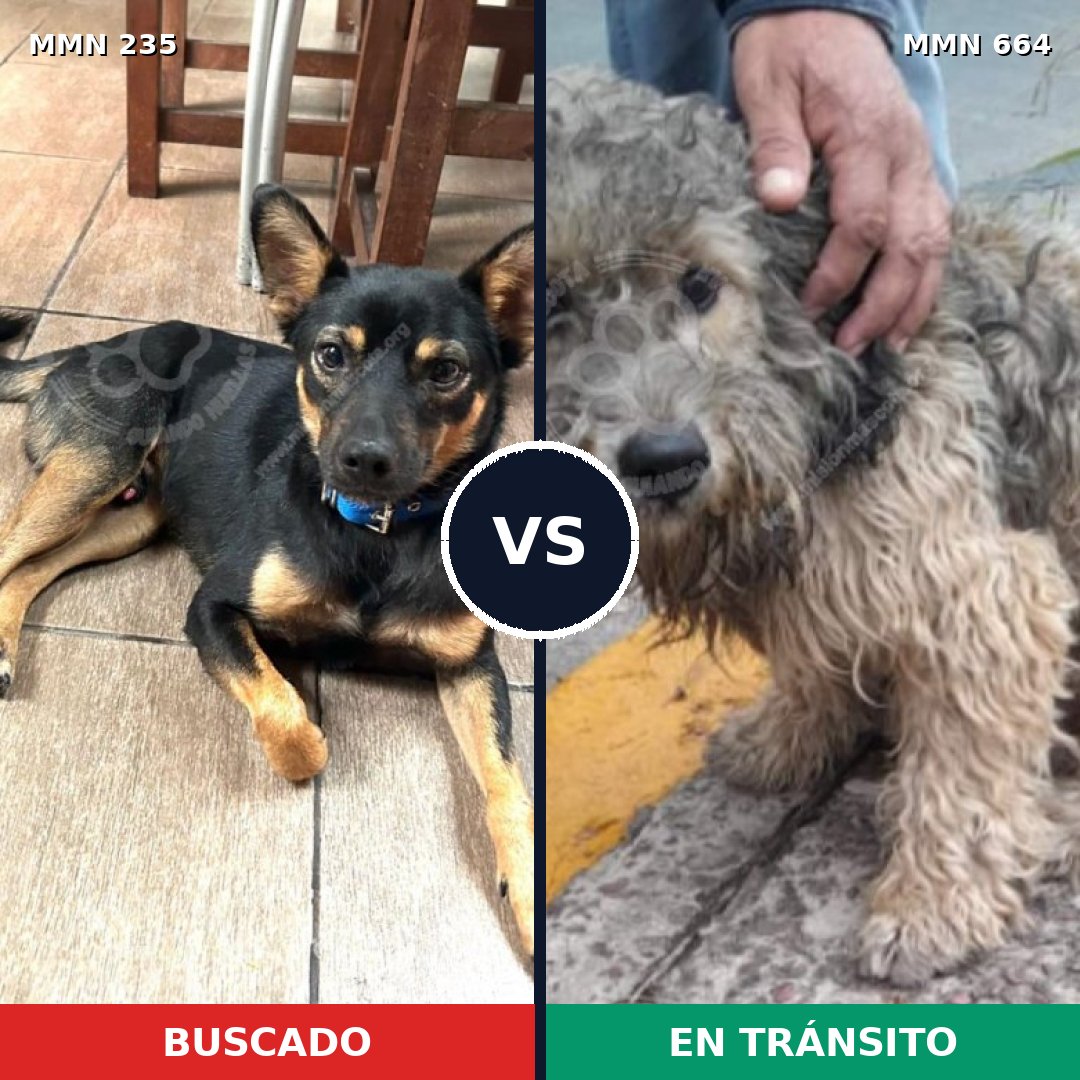 Comparativa MMS 21153: mascota perdida y mascota encontrada, 65% de similitud