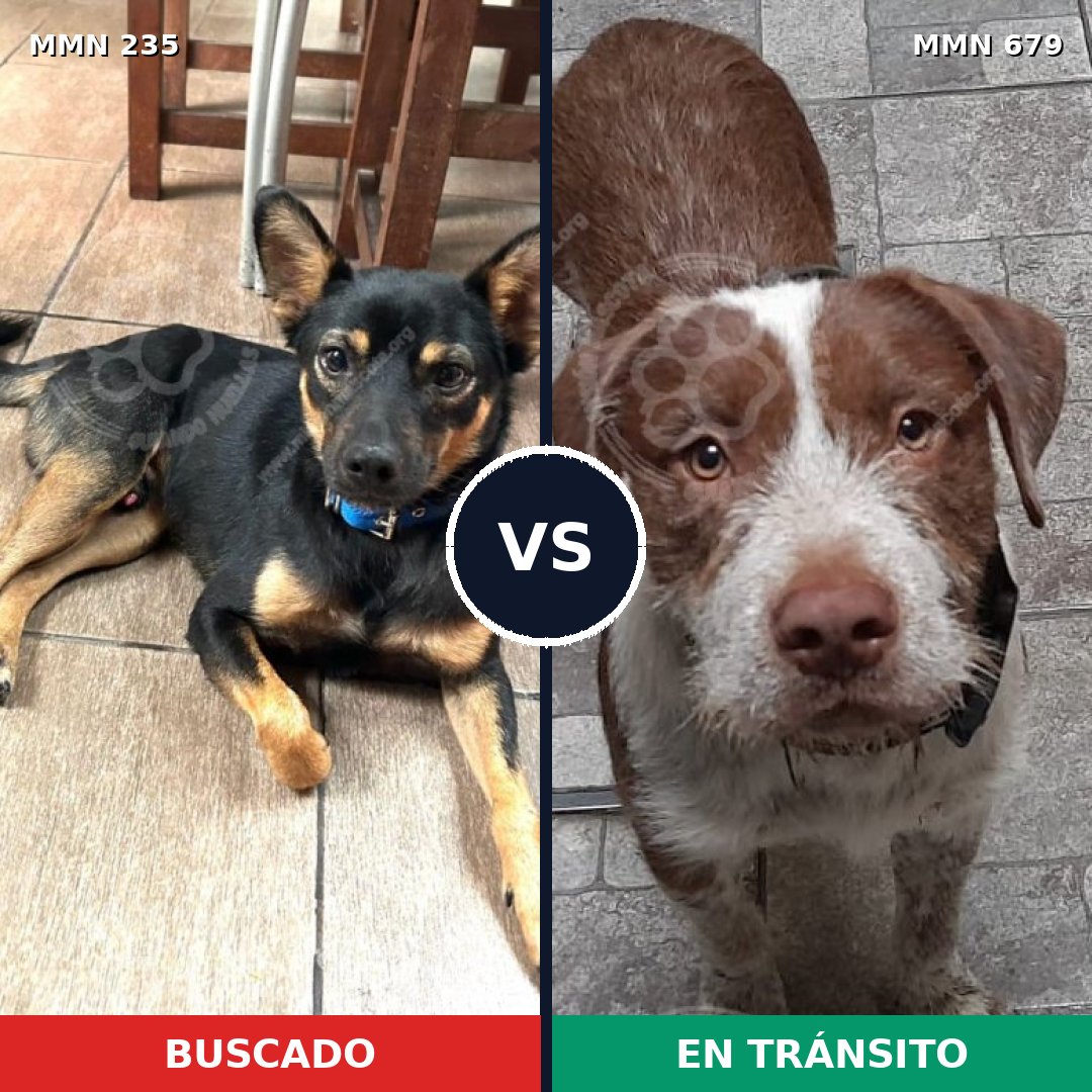 Comparativa MMS 21155: mascota perdida y mascota encontrada, 44% de similitud