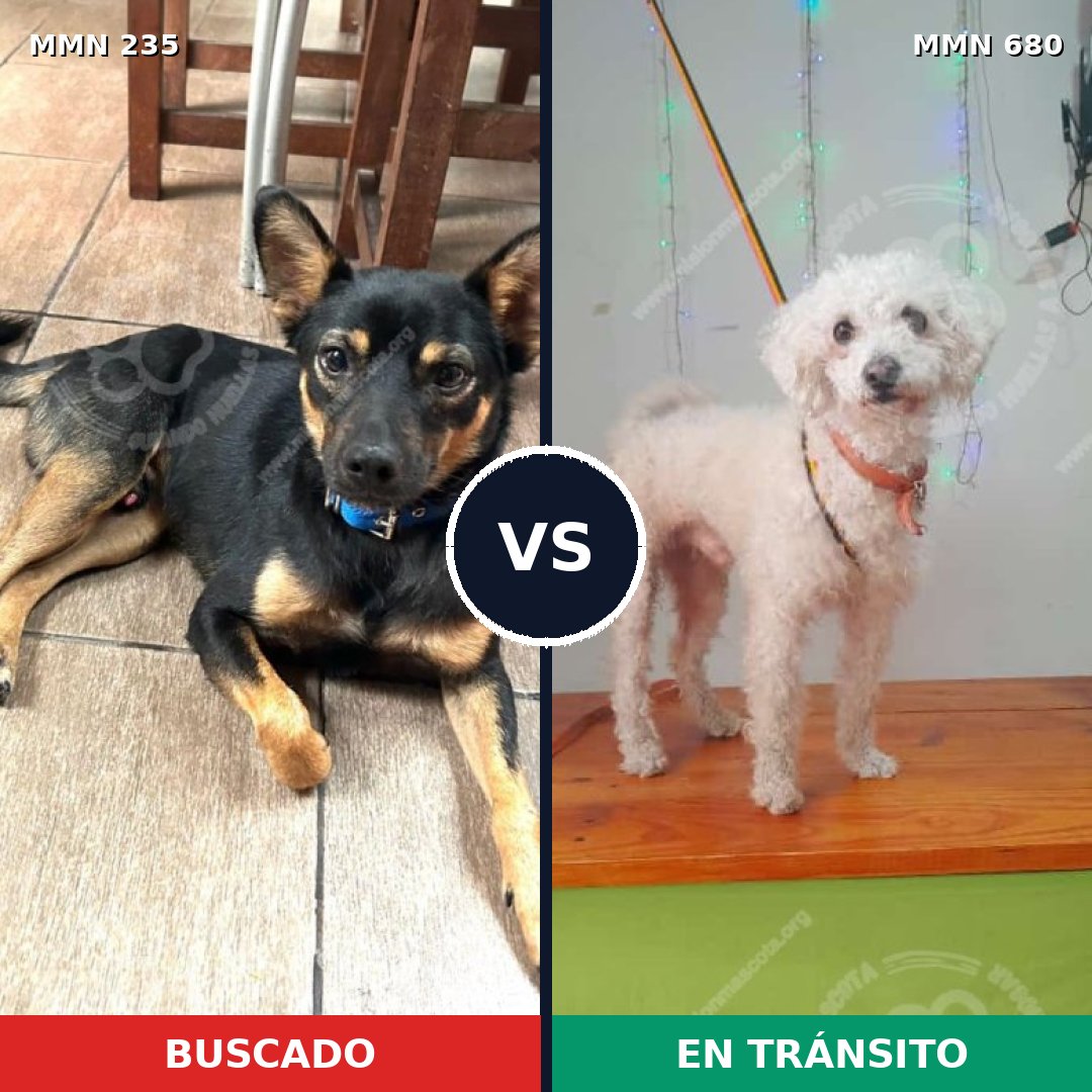 Comparativa MMS 21156: mascota perdida y mascota encontrada, 37% de similitud
