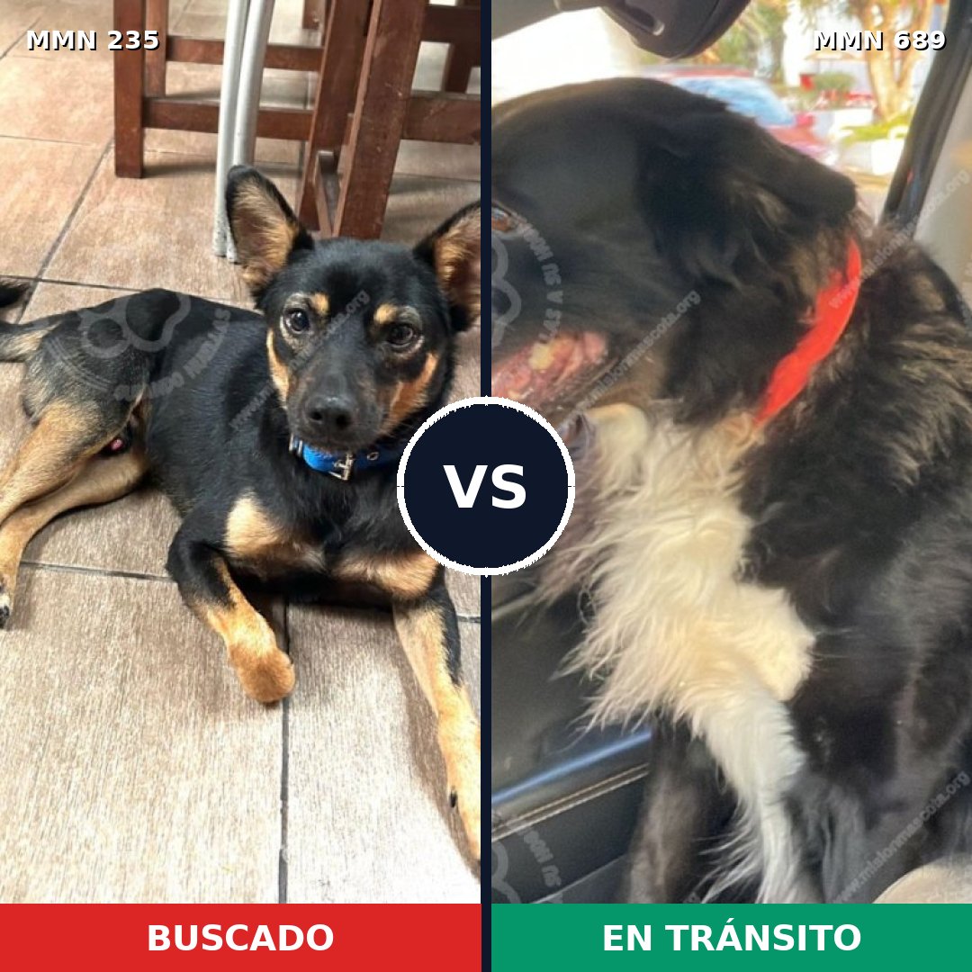 Comparativa MMS 21158: mascota perdida y mascota encontrada, 38% de similitud