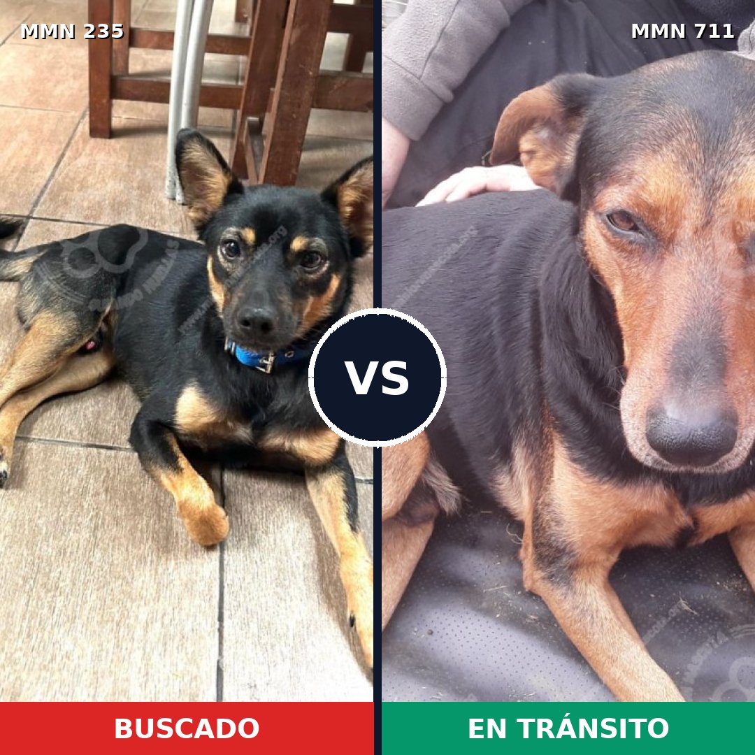Comparativa MMS 21159: mascota perdida y mascota encontrada, 58% de similitud