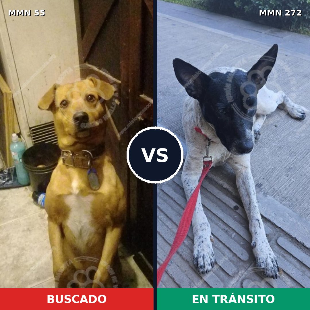 Comparativa MMS 2116: mascota perdida y mascota encontrada, 65% de similitud