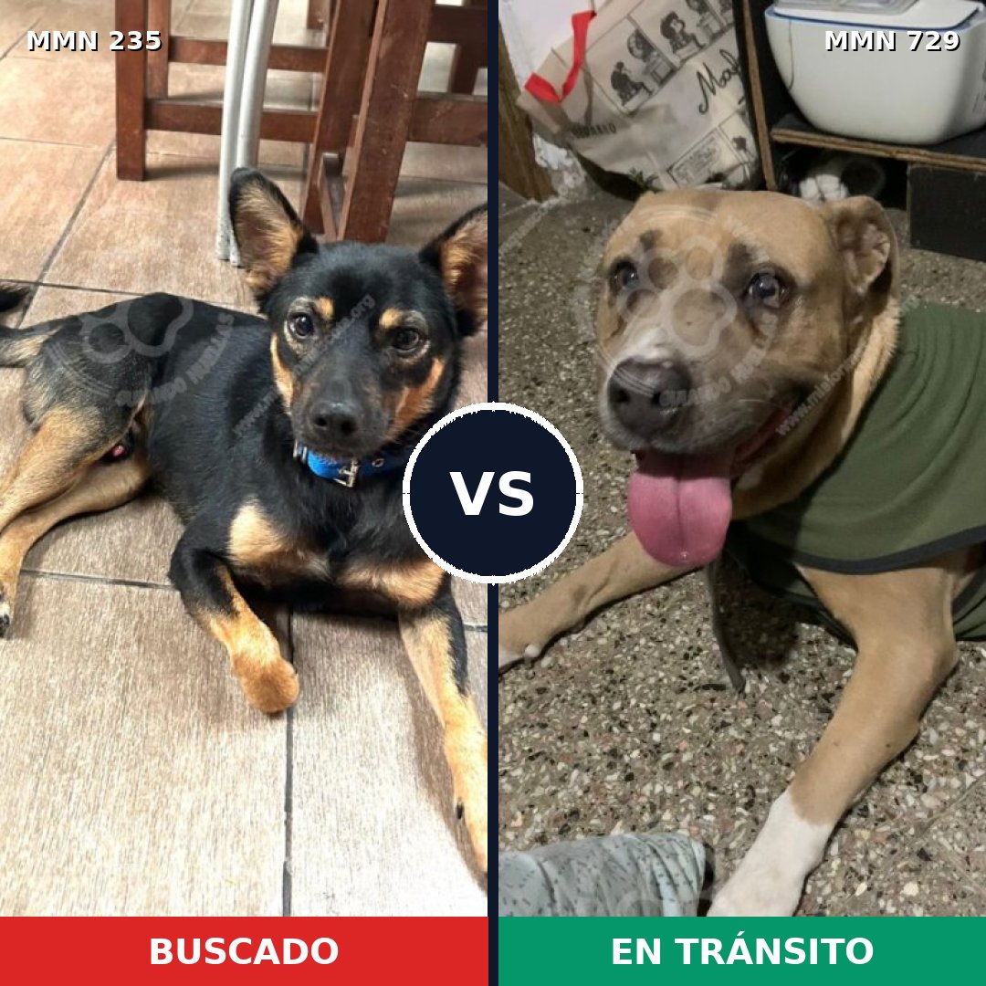 Comparativa MMS 21161: mascota perdida y mascota encontrada, 21% de similitud