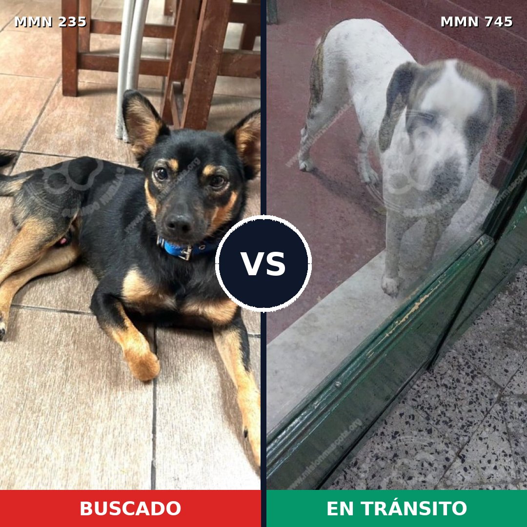 Comparativa MMS 21163: mascota perdida y mascota encontrada, 30% de similitud