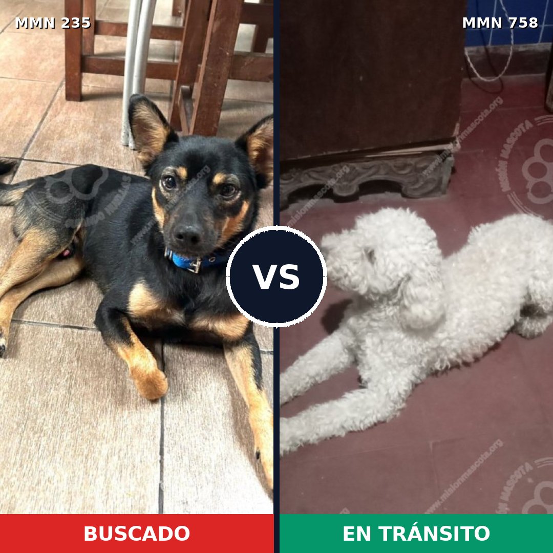 Comparativa MMS 21166: mascota perdida y mascota encontrada, 41% de similitud