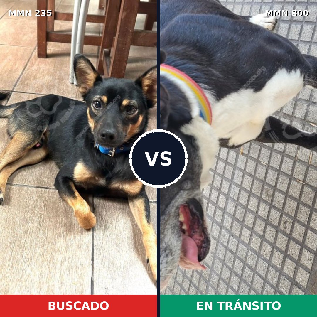 Comparativa MMS 21167: mascota perdida y mascota encontrada, 27% de similitud