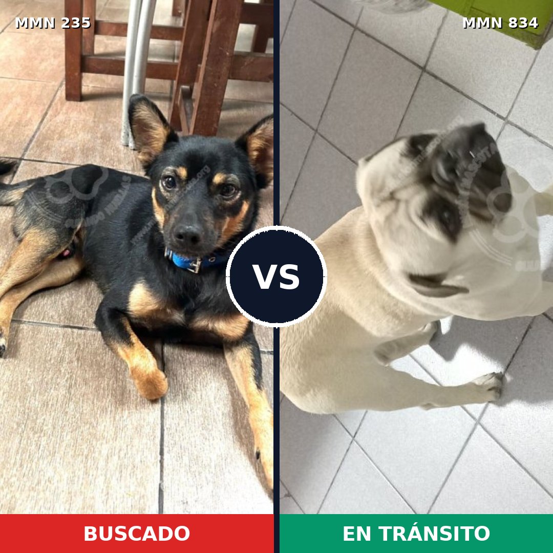 Comparativa MMS 21168: mascota perdida y mascota encontrada, 38% de similitud