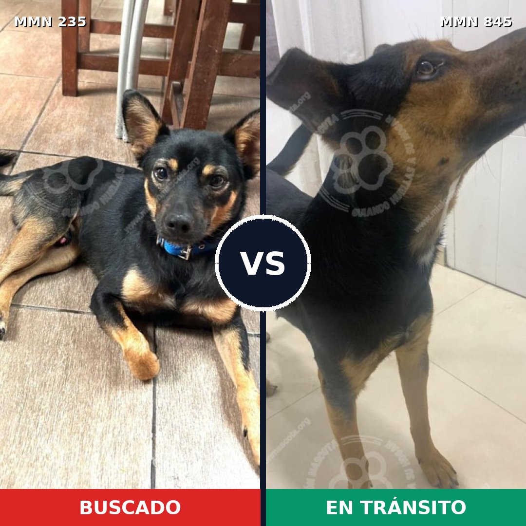Comparativa MMS 21169: mascota perdida y mascota encontrada, 64% de similitud