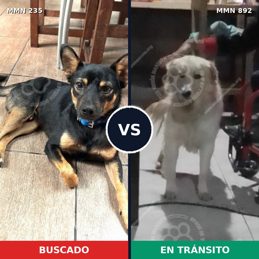 Comparativa MMS 21172: mascota perdida y mascota encontrada, 39% de similitud