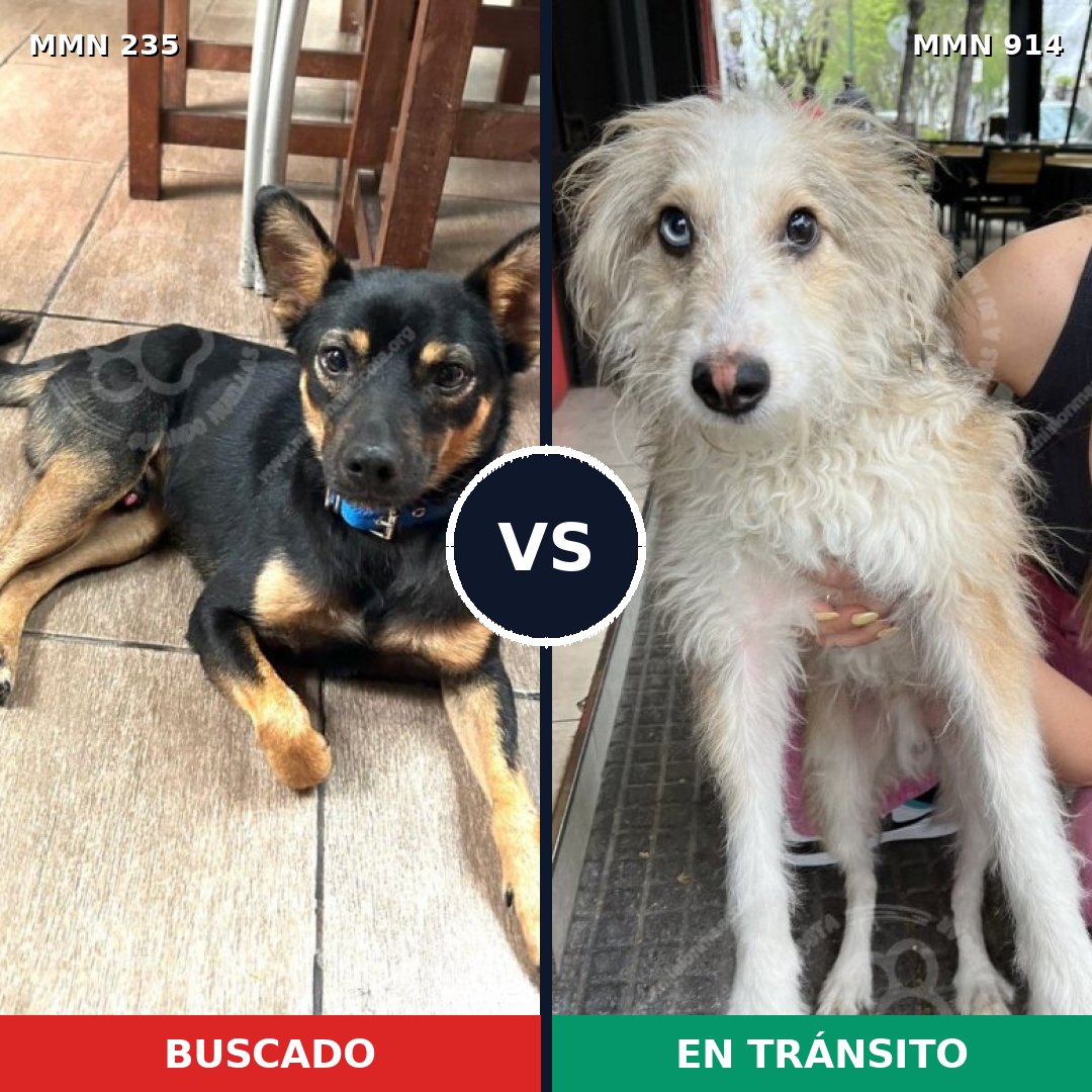 Comparativa MMS 21173: mascota perdida y mascota encontrada, 30% de similitud