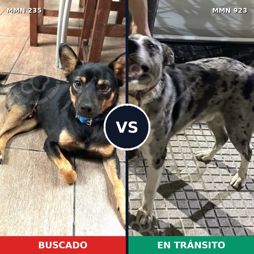 Comparativa MMS 21174: mascota perdida y mascota encontrada, 56% de similitud