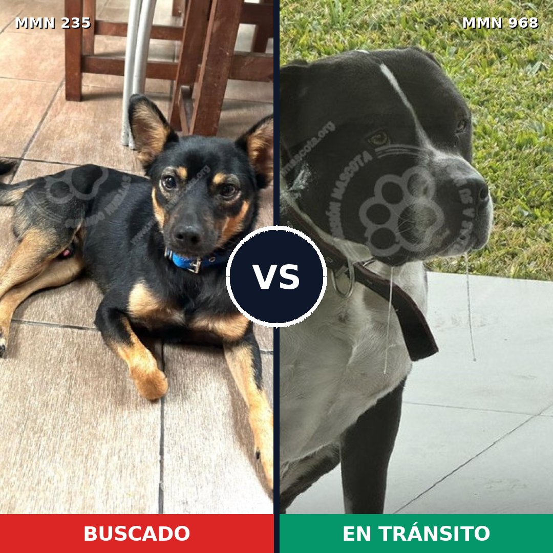 Comparativa MMS 21175: mascota perdida y mascota encontrada, 26% de similitud