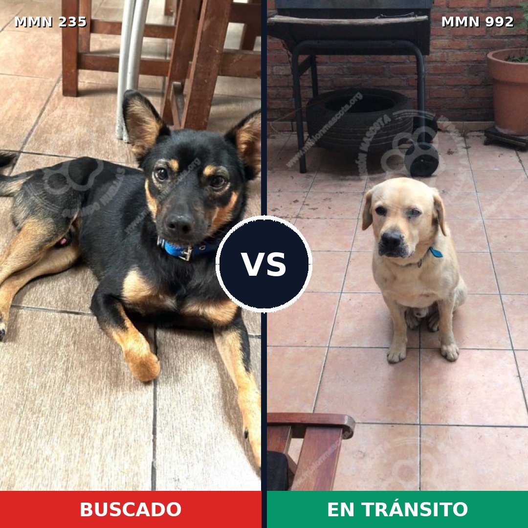 Comparativa MMS 21176: mascota perdida y mascota encontrada, 32% de similitud