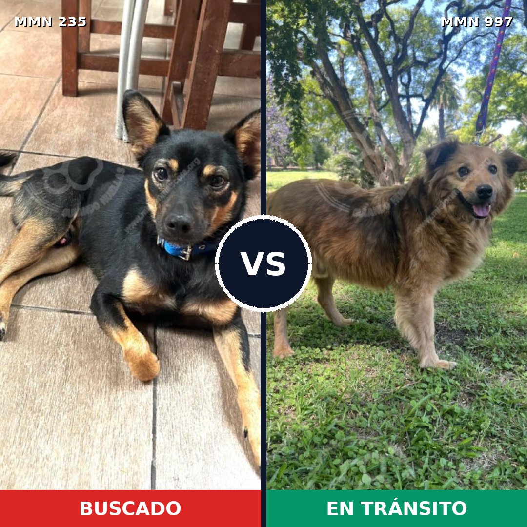 Comparativa MMS 21177: mascota perdida y mascota encontrada, 60% de similitud