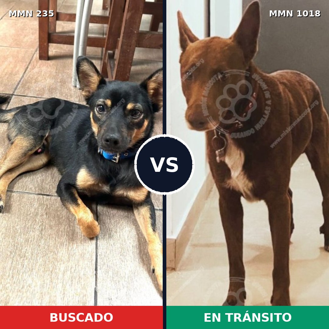 Comparativa MMS 21178: mascota perdida y mascota encontrada, 54% de similitud