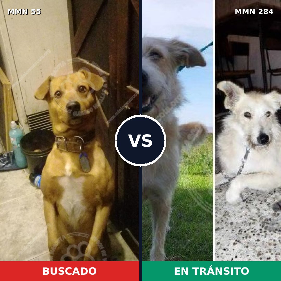 Comparativa MMS 2118: mascota perdida y mascota encontrada, 72% de similitud