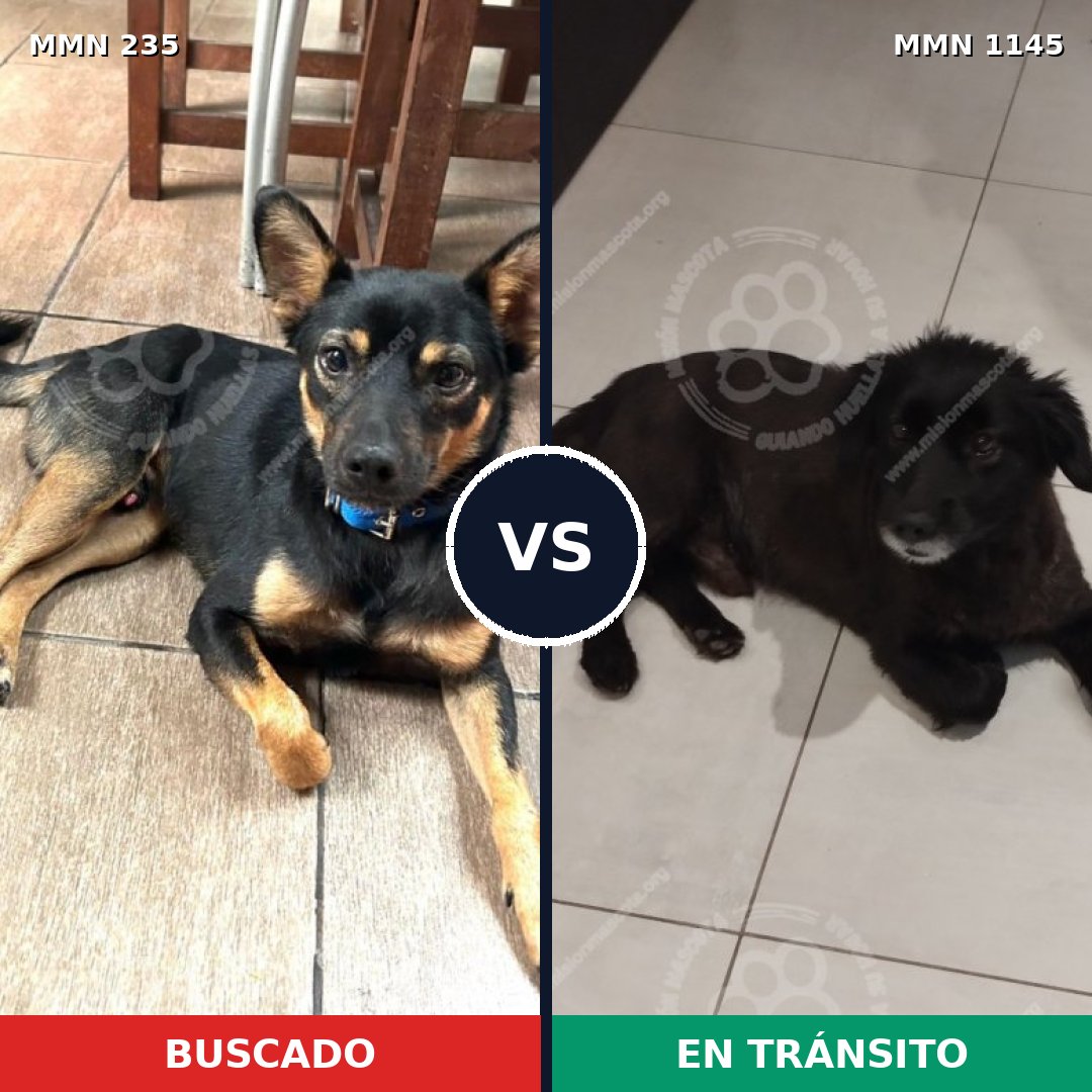 Comparativa MMS 21181: mascota perdida y mascota encontrada, 61% de similitud