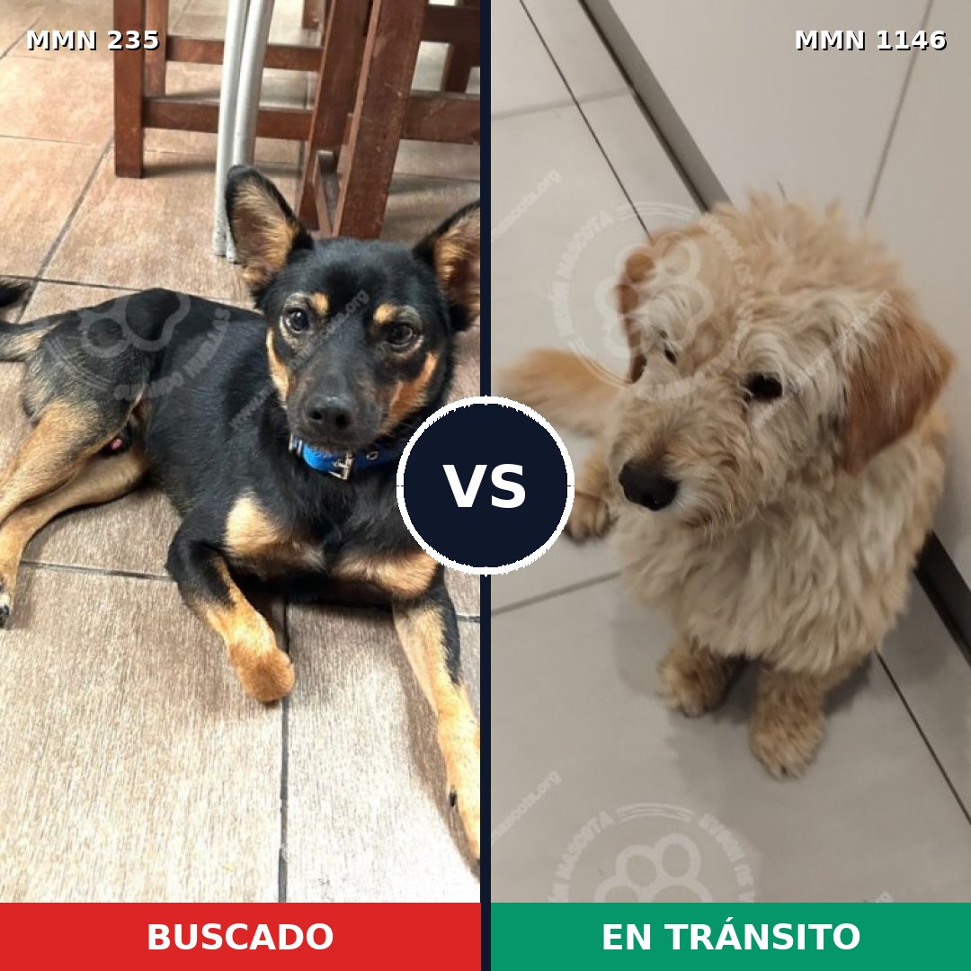 Comparativa MMS 21182: mascota perdida y mascota encontrada, 50% de similitud