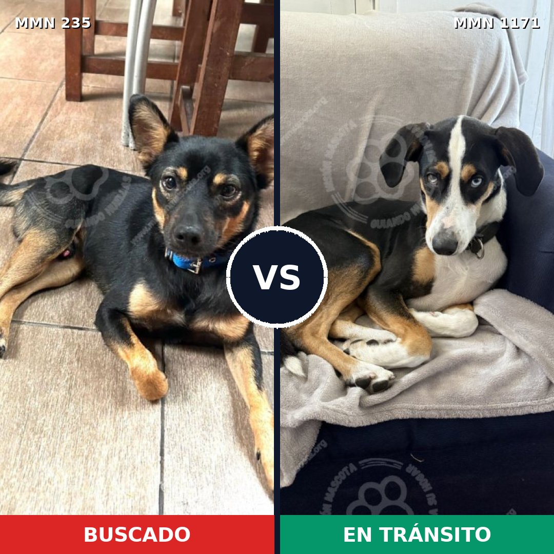 Comparativa MMS 21183: mascota perdida y mascota encontrada, 60% de similitud