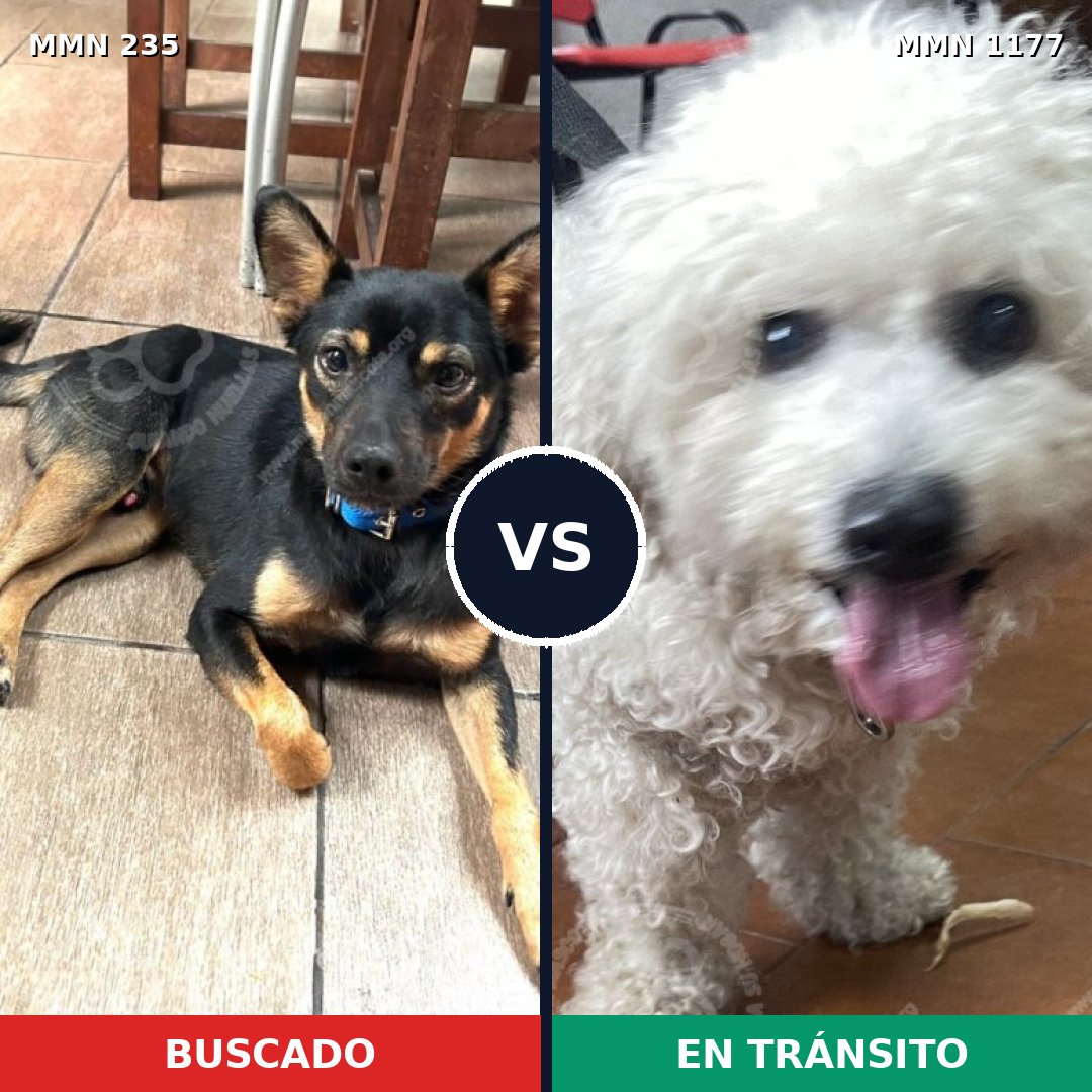 Comparativa MMS 21184: mascota perdida y mascota encontrada, 33% de similitud