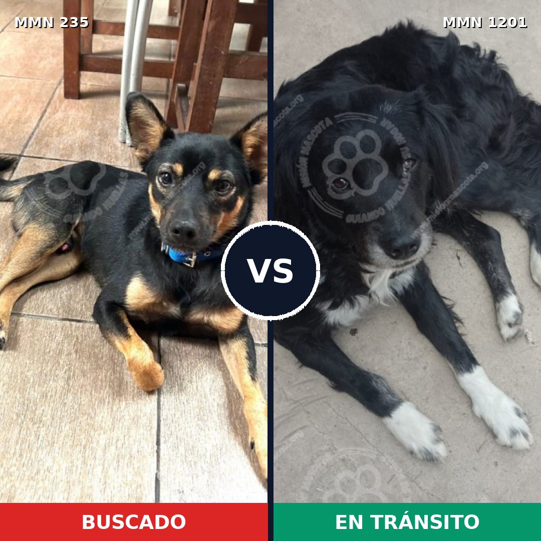 Comparativa MMS 21186: mascota perdida y mascota encontrada, 50% de similitud