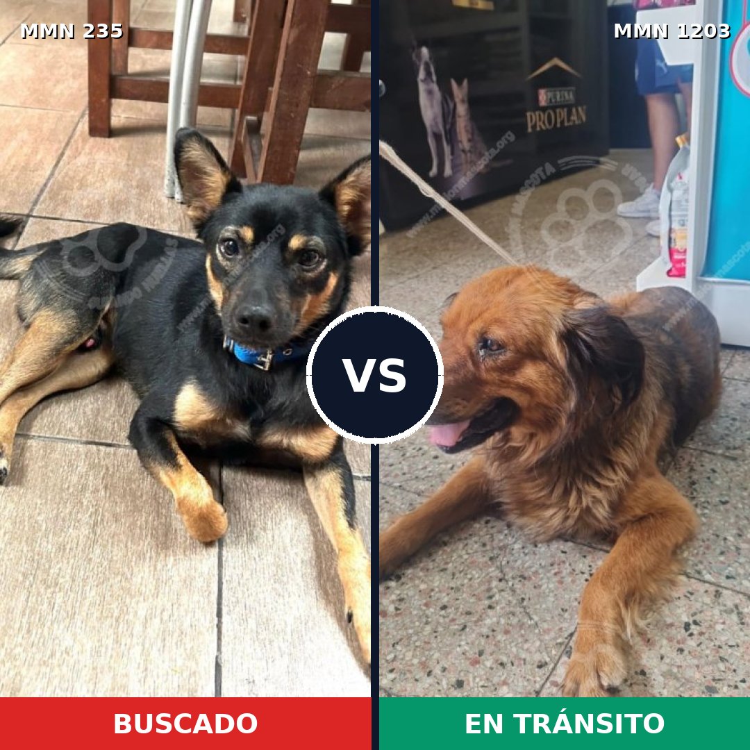 Comparativa MMS 21187: mascota perdida y mascota encontrada, 56% de similitud