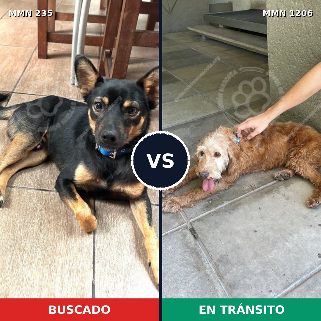 Comparativa MMS 21188: mascota perdida y mascota encontrada, 54% de similitud
