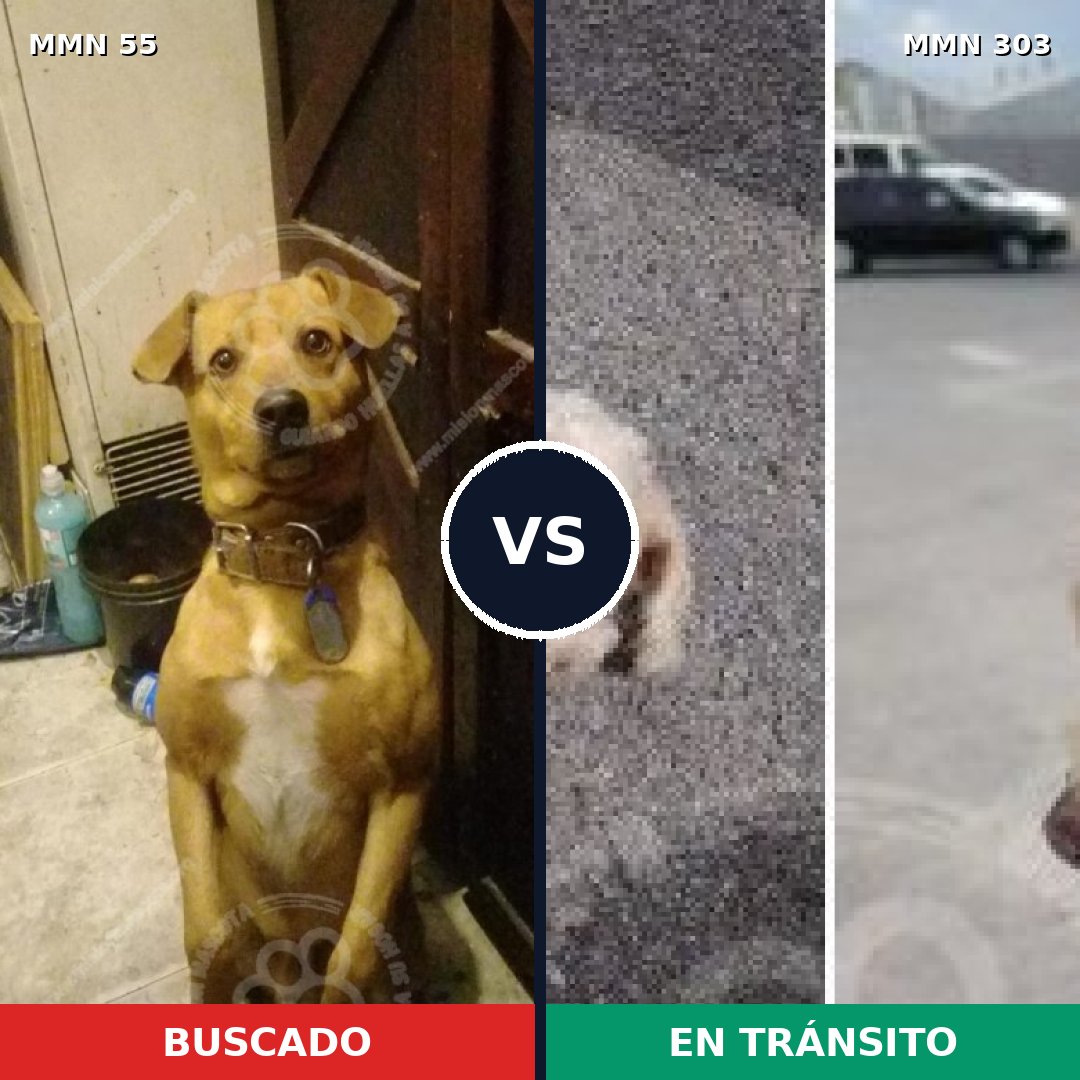Comparativa MMS 2119: mascota perdida y mascota encontrada, 30% de similitud