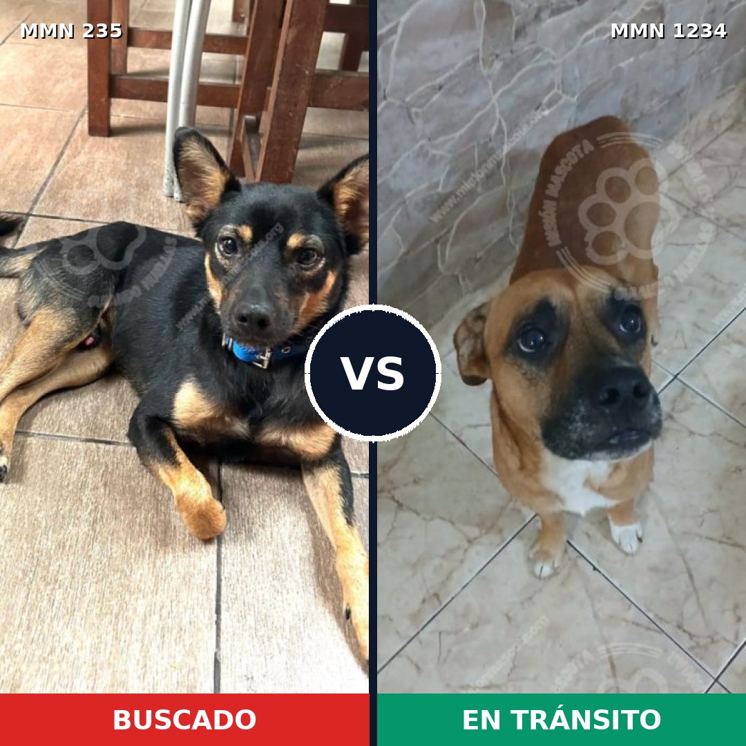 Comparativa MMS 21190: mascota perdida y mascota encontrada, 46% de similitud