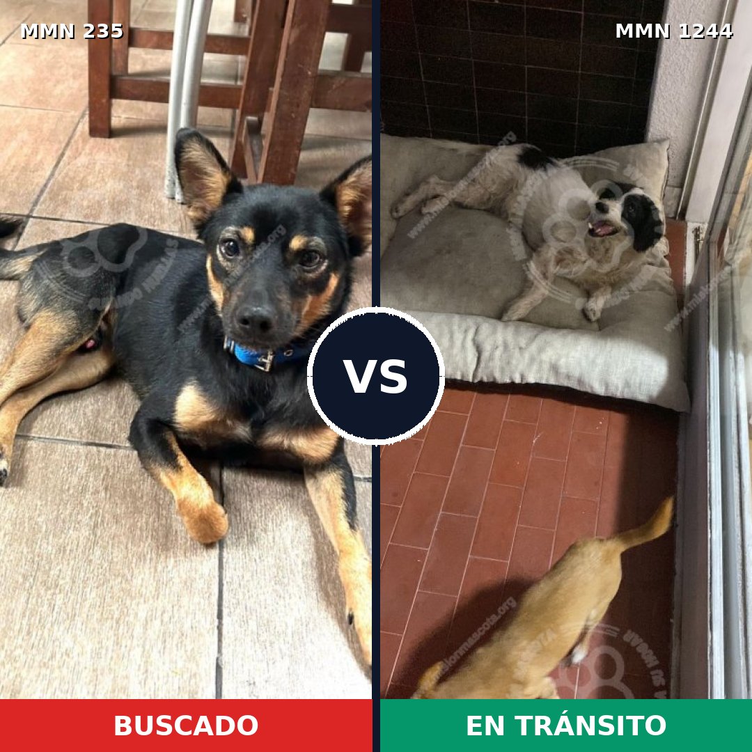 Comparativa MMS 21192: mascota perdida y mascota encontrada, 55% de similitud