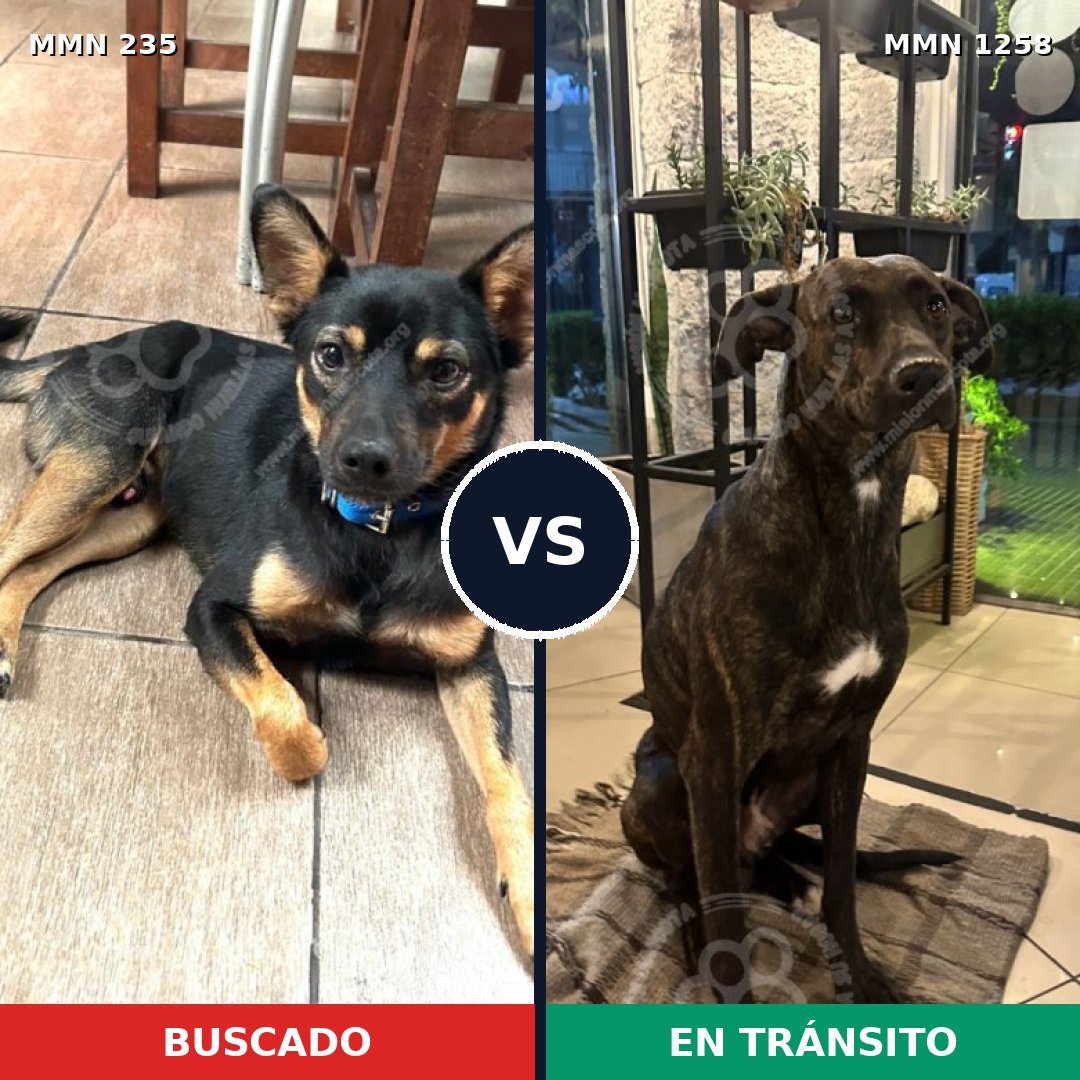 Comparativa MMS 21193: mascota perdida y mascota encontrada, 61% de similitud
