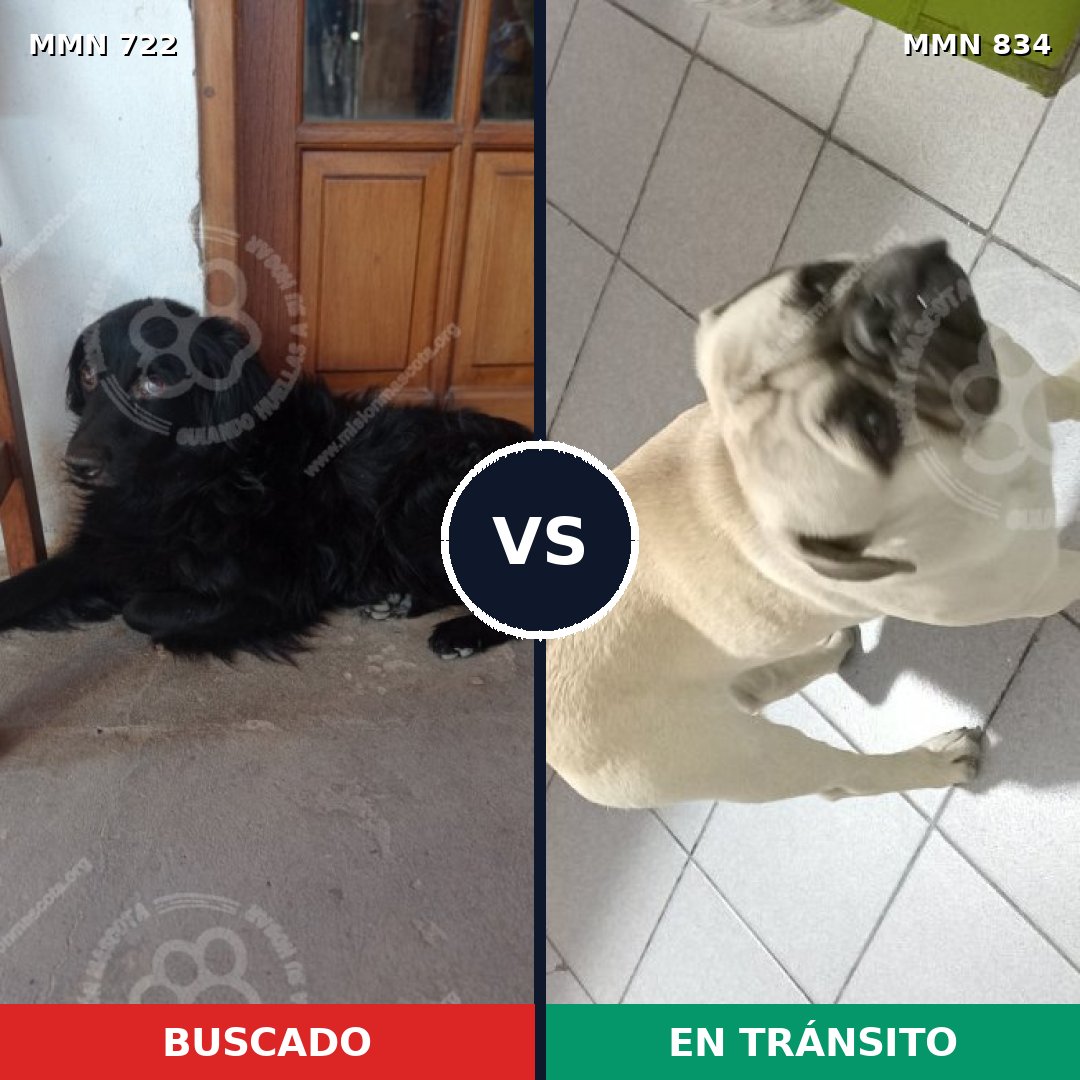 Comparativa MMS 21195: mascota perdida y mascota encontrada, 31% de similitud