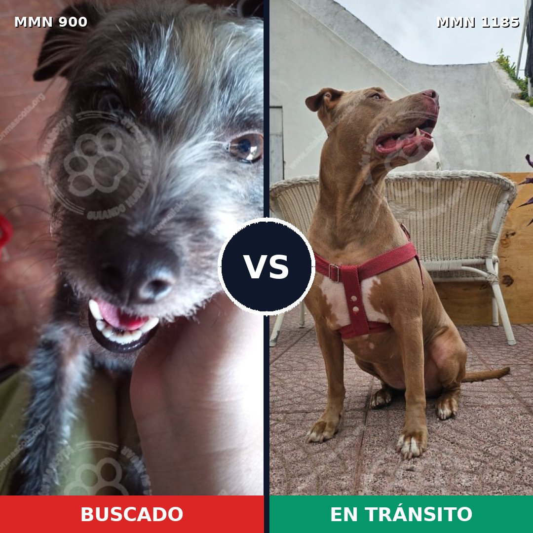 Comparativa MMS 21197: mascota perdida y mascota encontrada, 24% de similitud