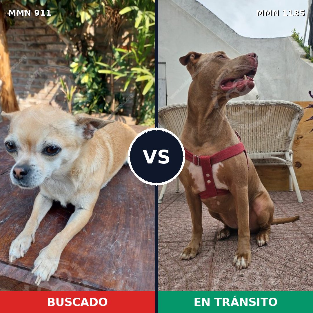 Comparativa MMS 21198: mascota perdida y mascota encontrada, 30% de similitud