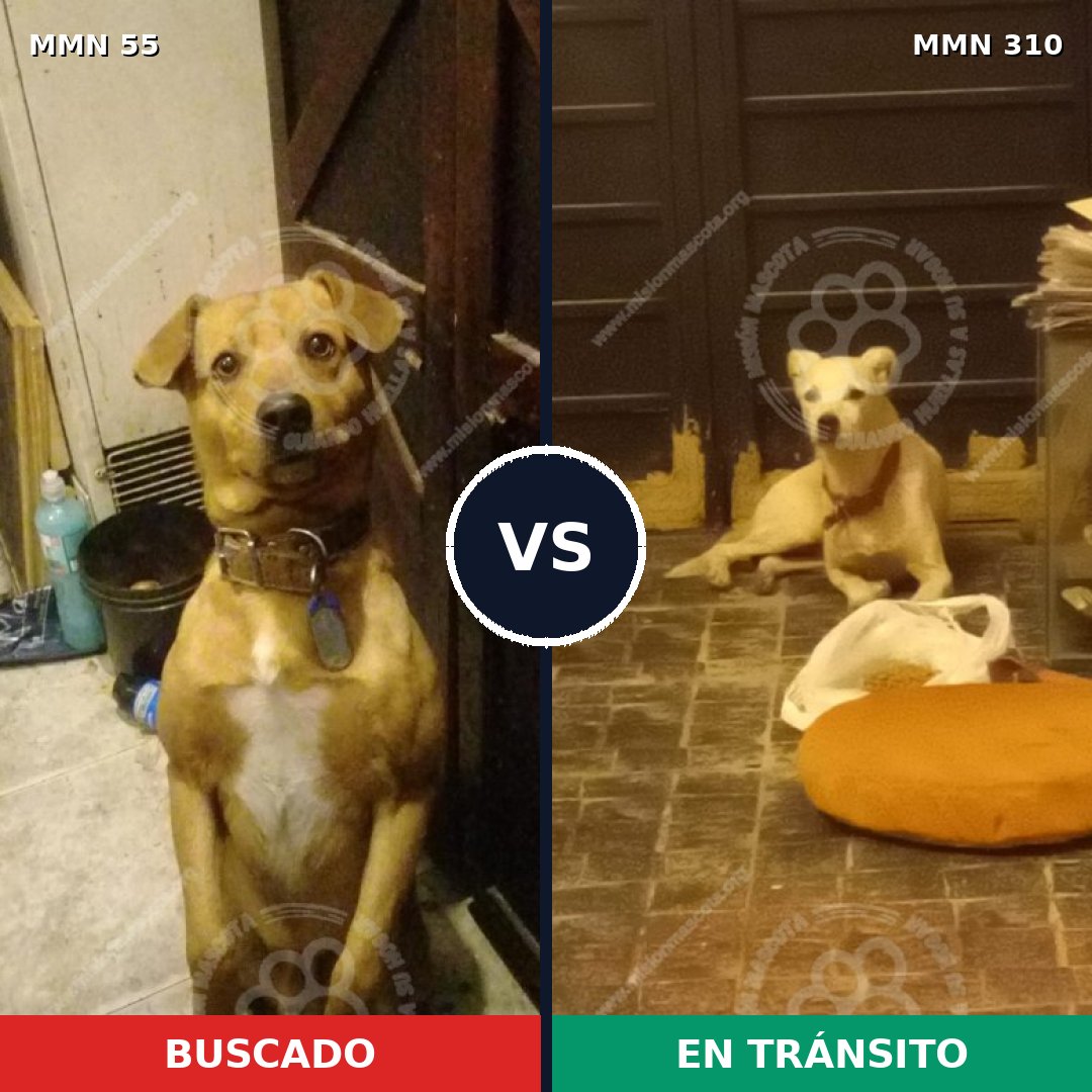 Comparativa MMS 2120: mascota perdida y mascota encontrada, 75% de similitud