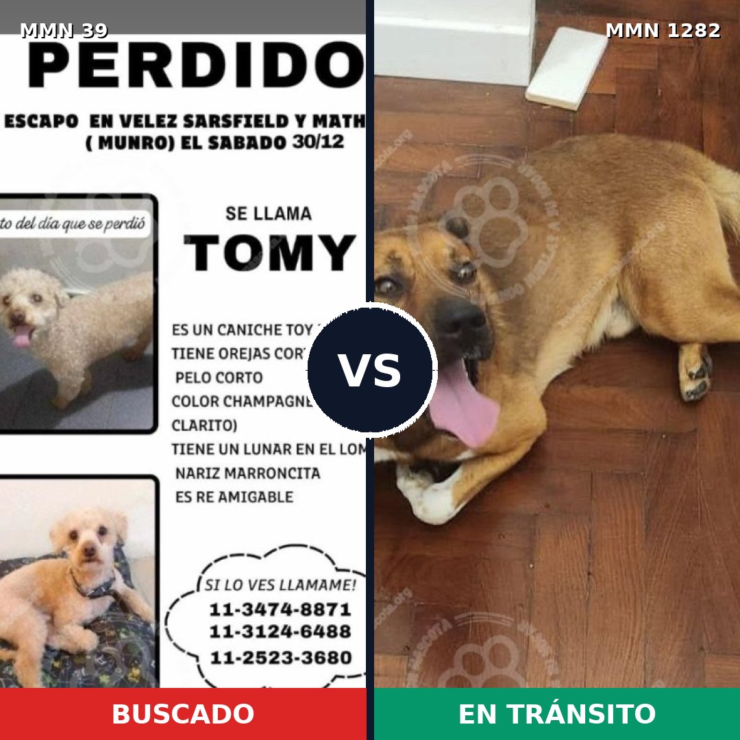 Comparativa MMS 21200: mascota perdida y mascota encontrada, 27% de similitud